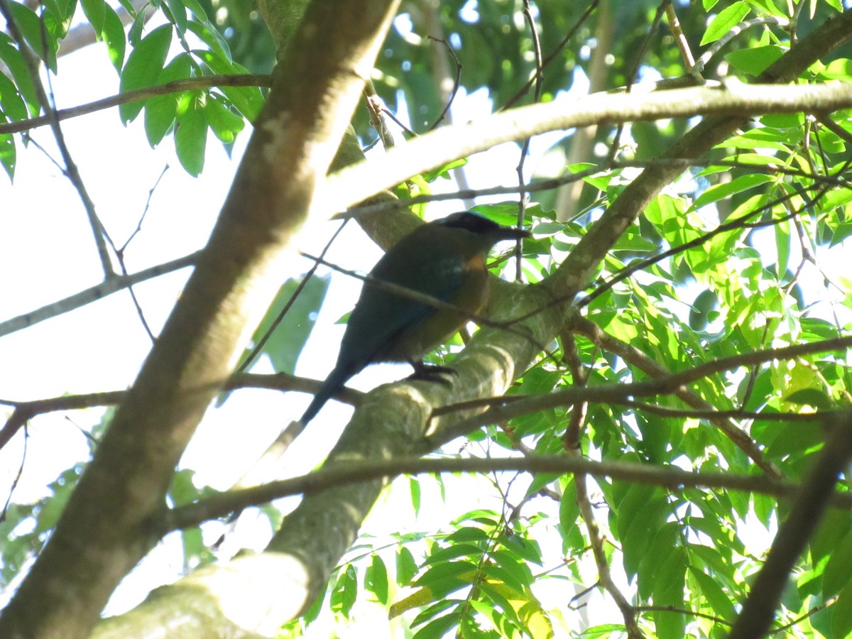 Lesson's Motmot - ML647702478