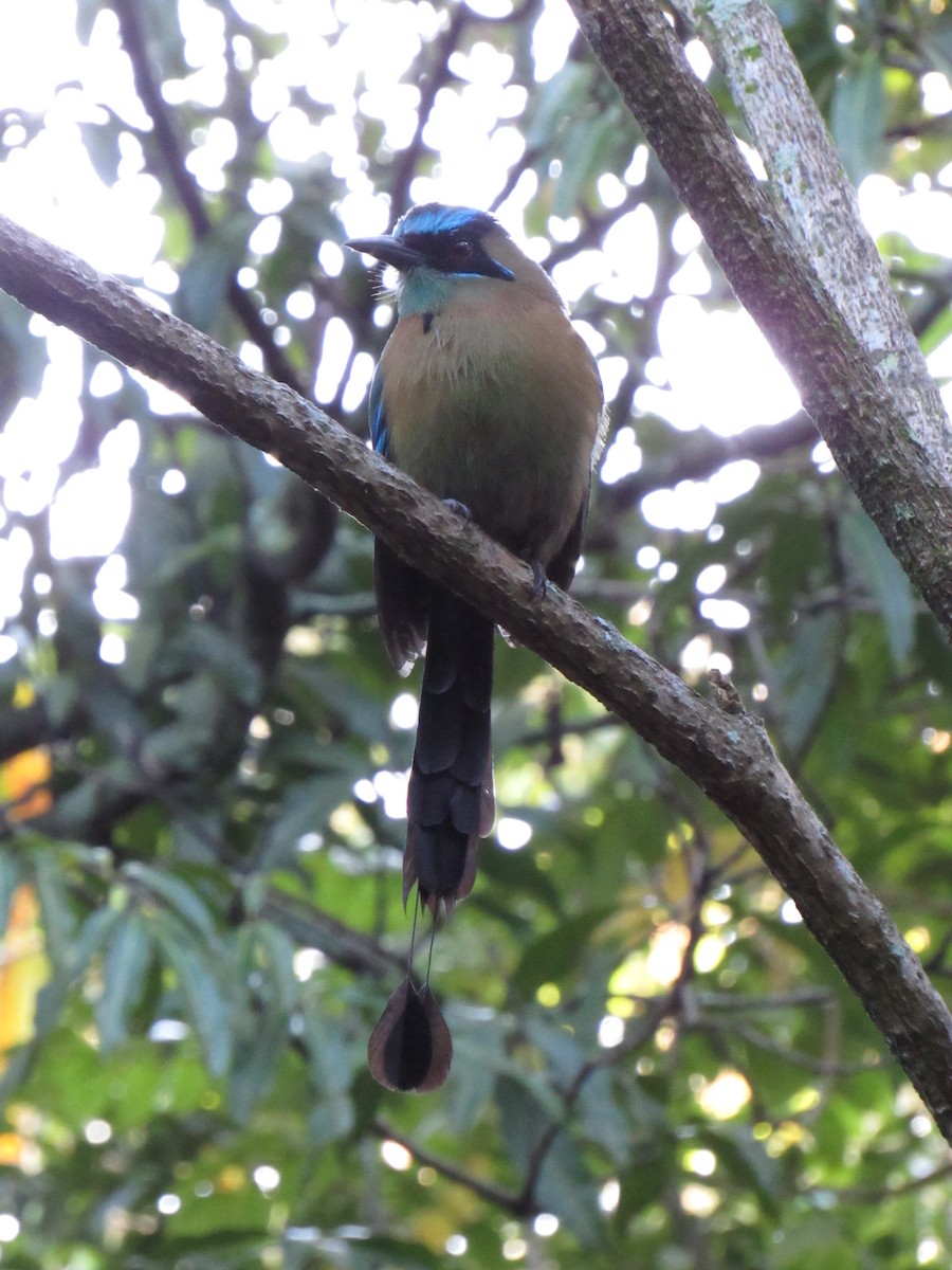 Lesson's Motmot - ML647702479