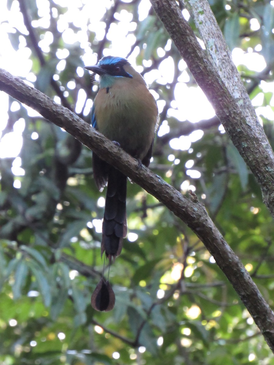 Lesson's Motmot - ML647702480
