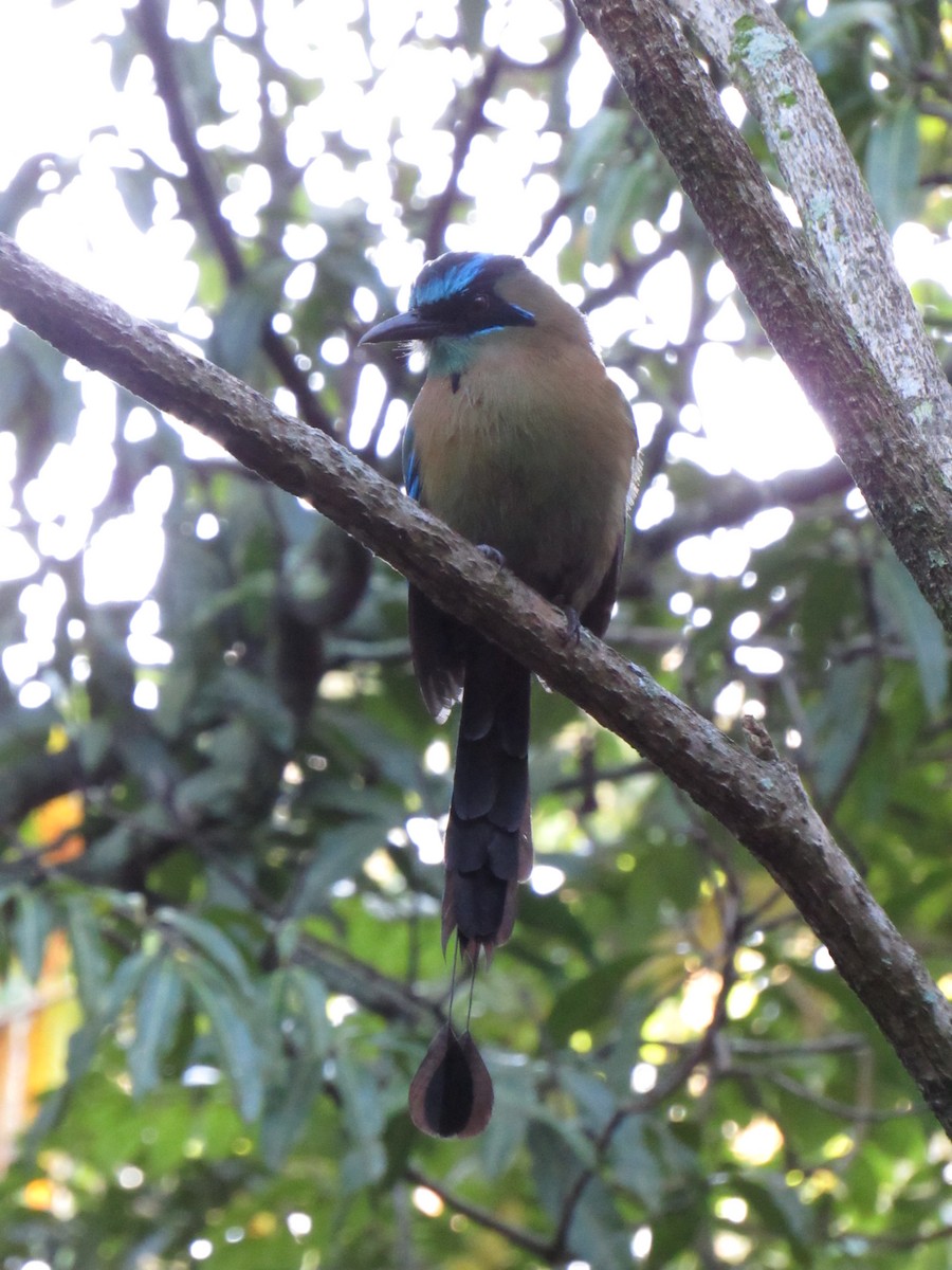 Lesson's Motmot - ML647702481