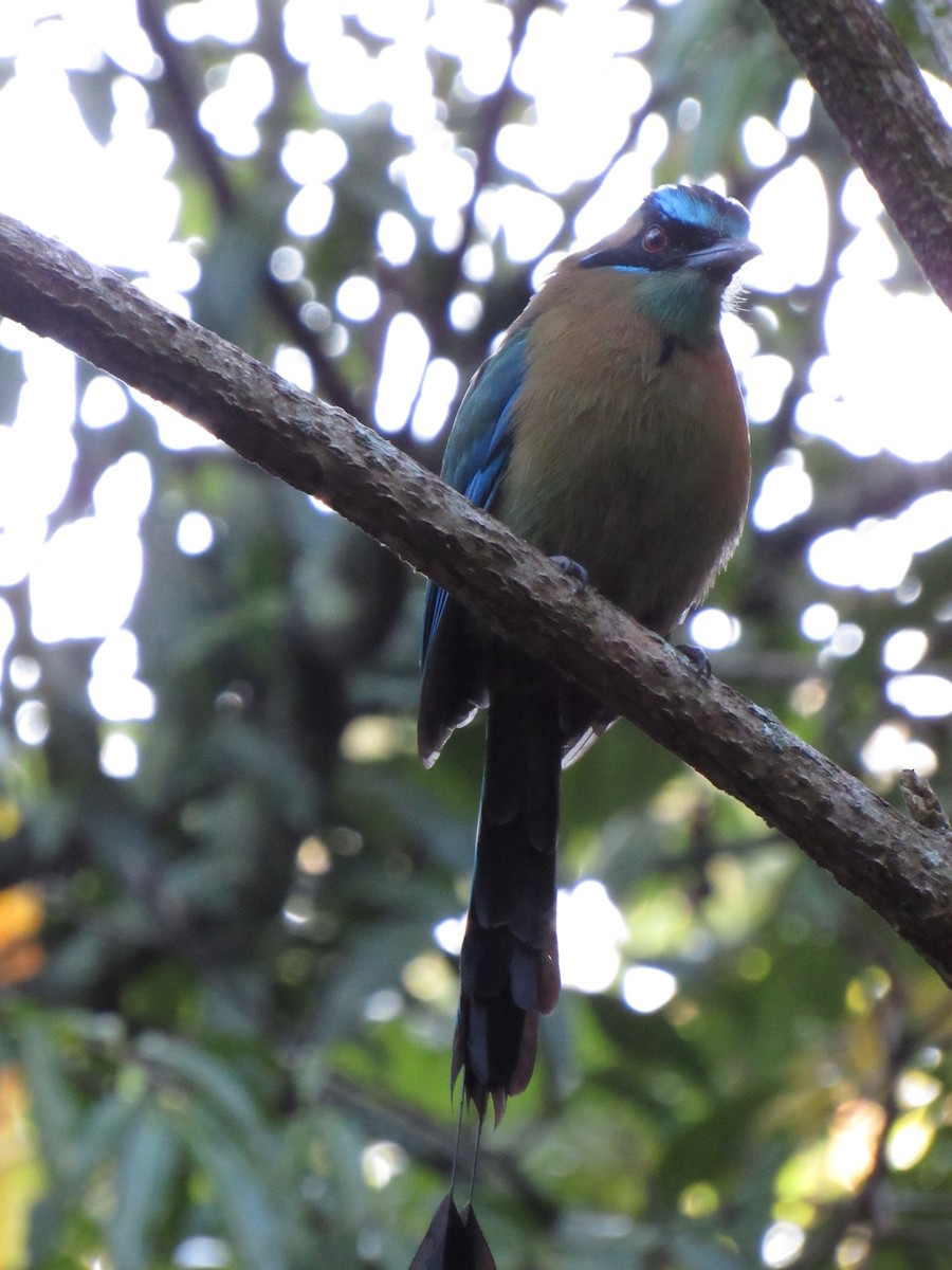 Lesson's Motmot - ML647702482