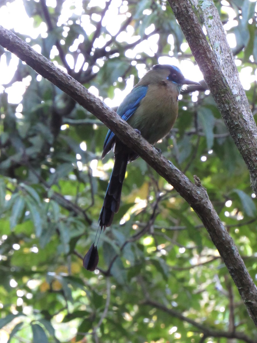 Lesson's Motmot - ML647702484