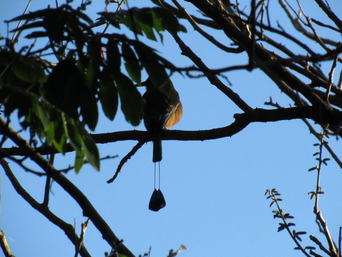 Момот рудочеревий - ML647702502