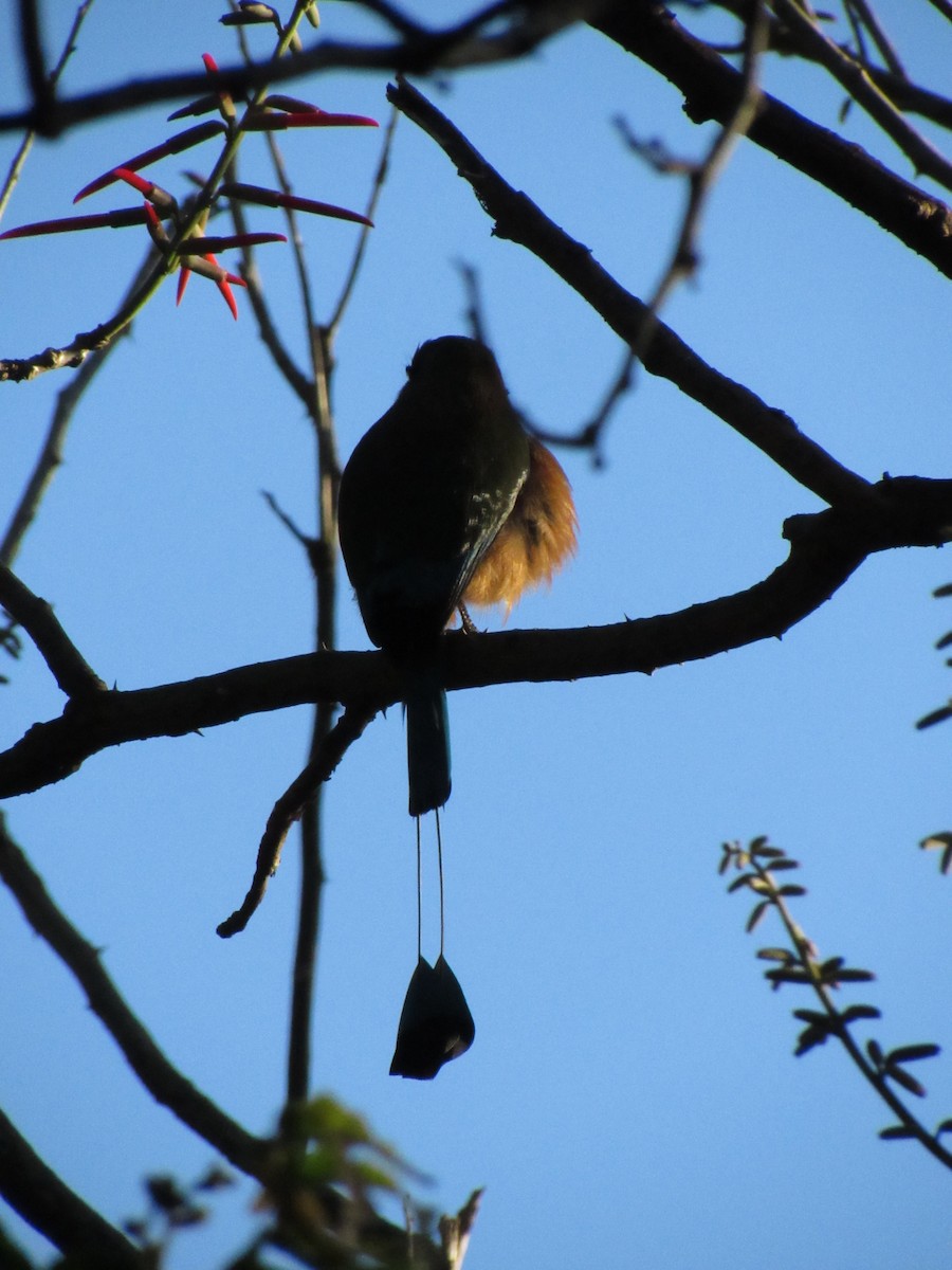 Момот рудочеревий - ML647702505