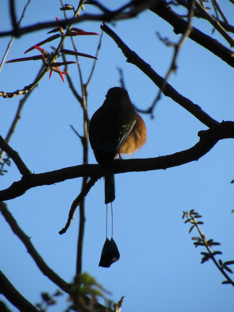 Момот рудочеревий - ML647702506