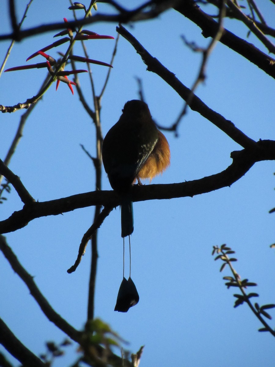 Момот рудочеревий - ML647702507