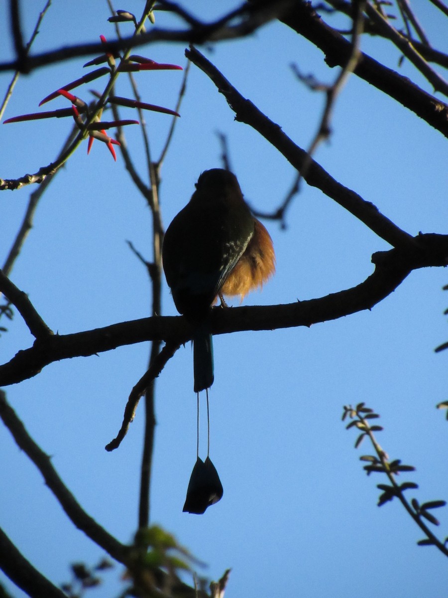 Момот рудочеревий - ML647702508