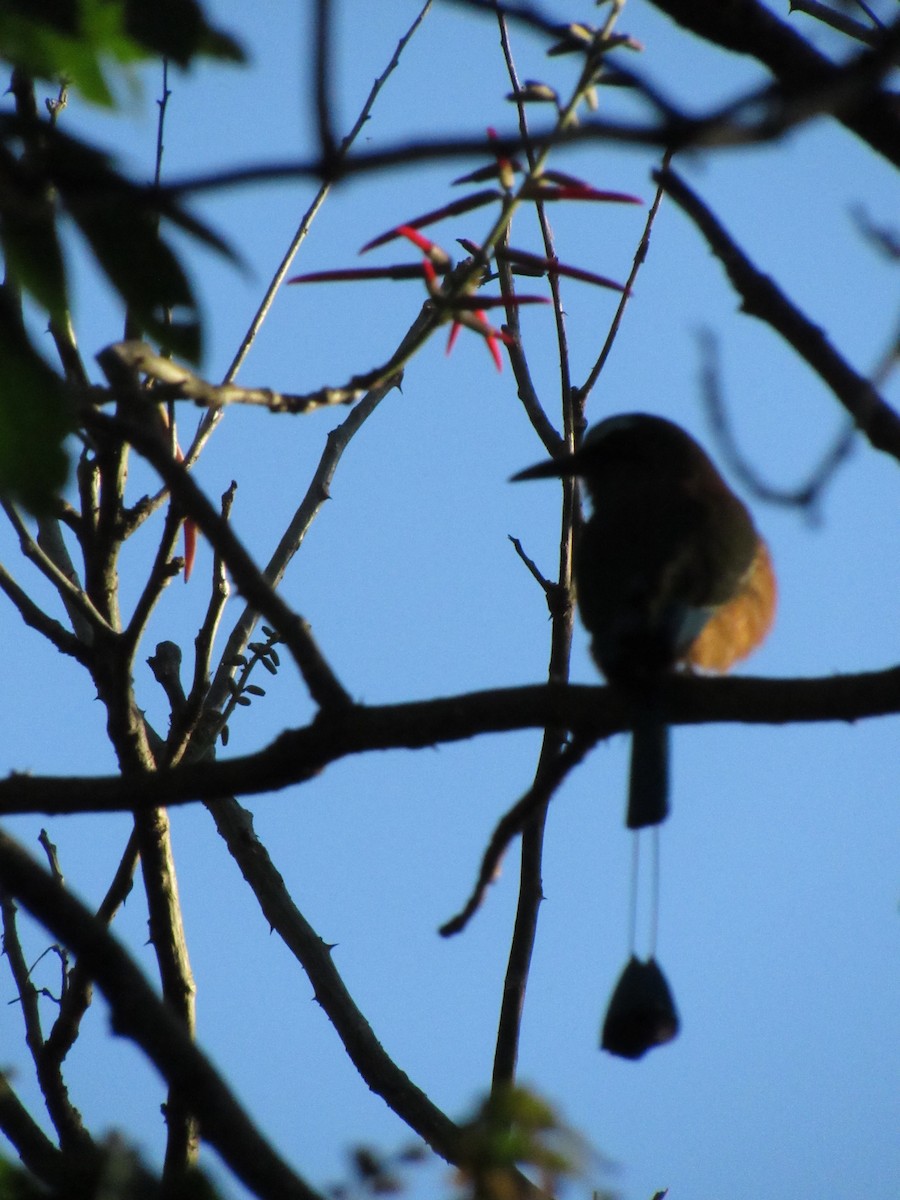 Момот рудочеревий - ML647702511