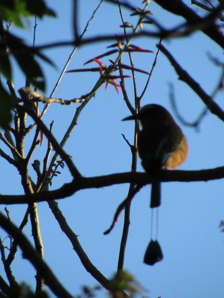 Момот рудочеревий - ML647702512