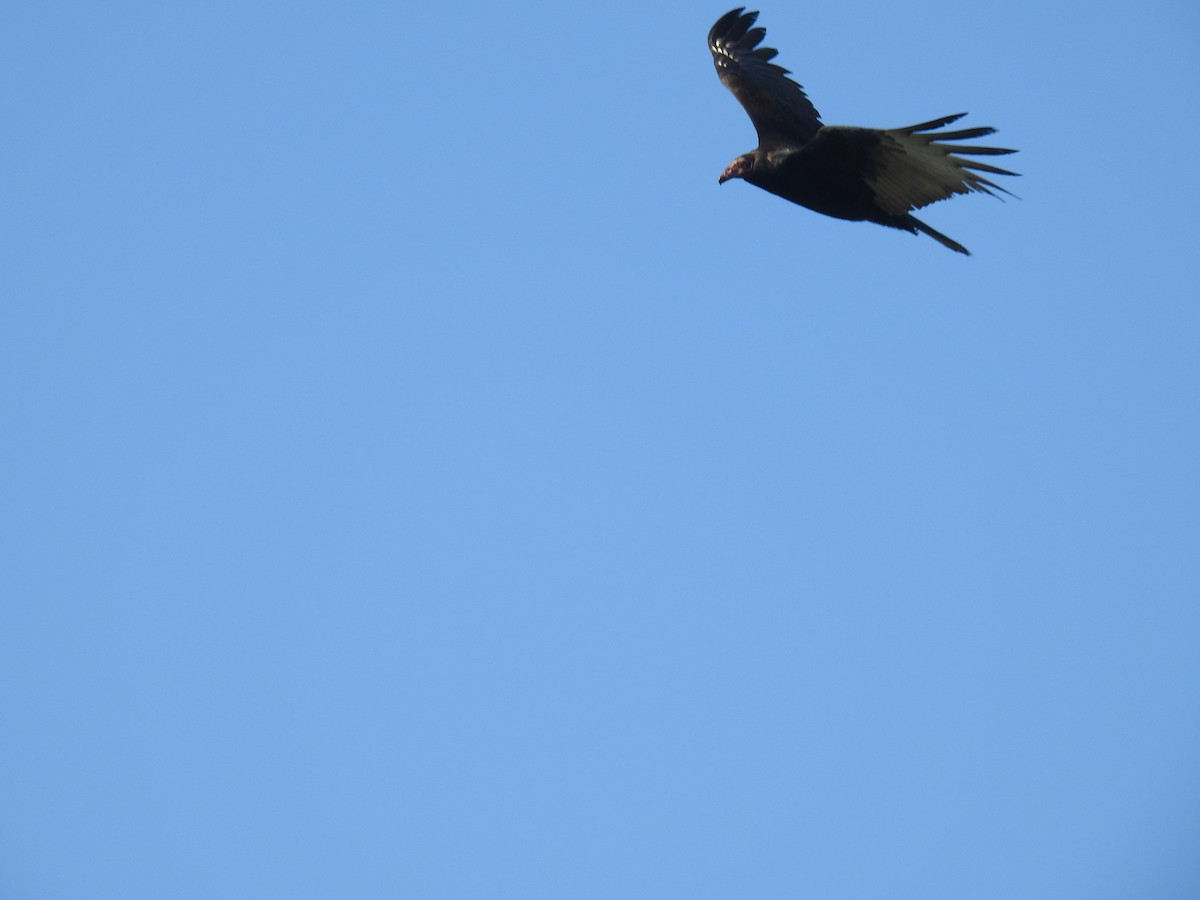 Turkey Vulture - ML647702515