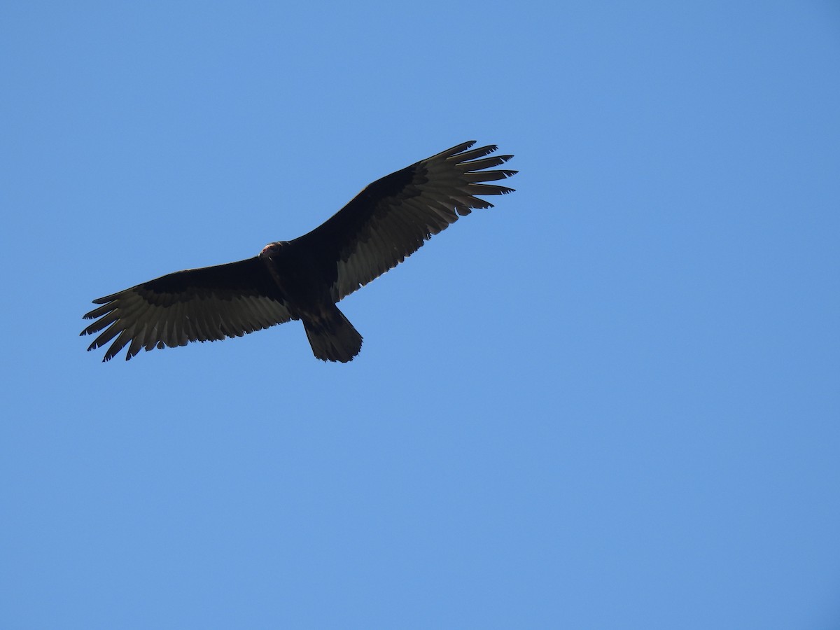 Turkey Vulture - ML647702520