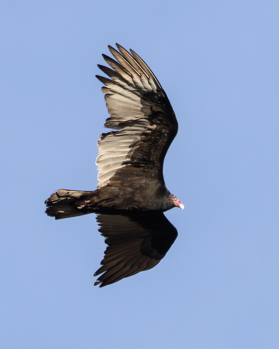 Turkey Vulture - ML647702544