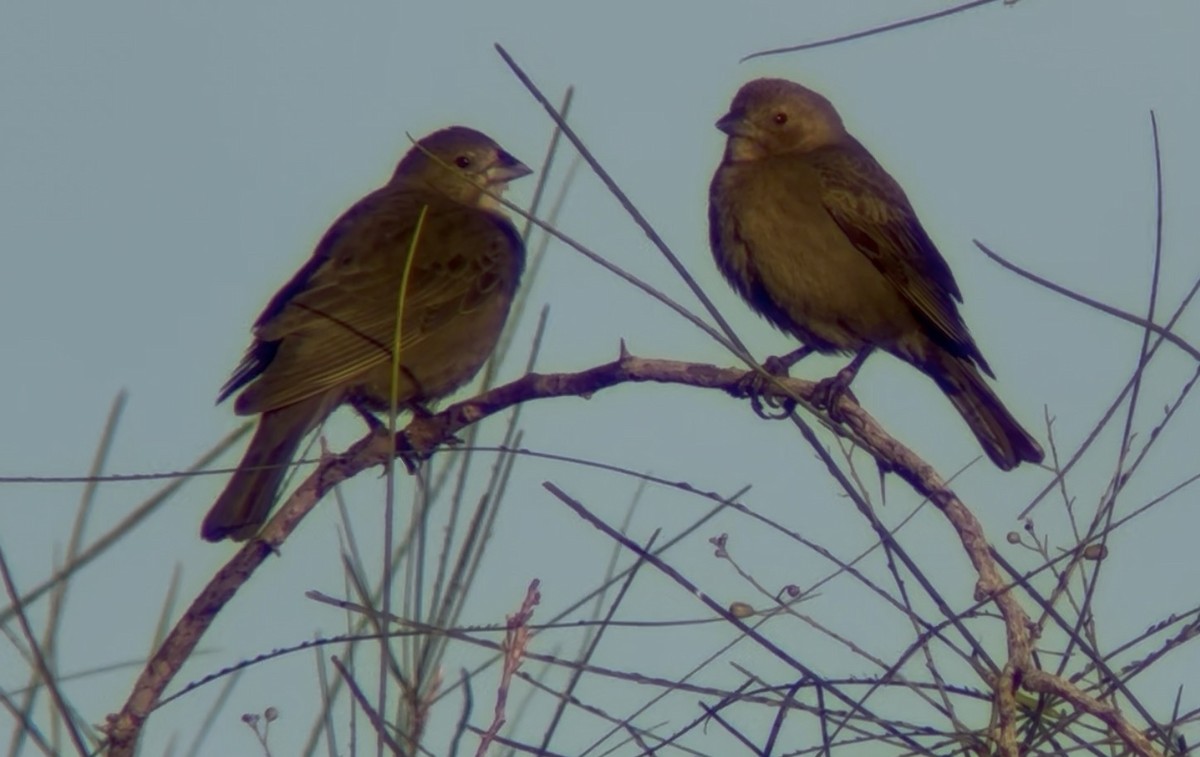 Brown-headed Cowbird - ML647702548