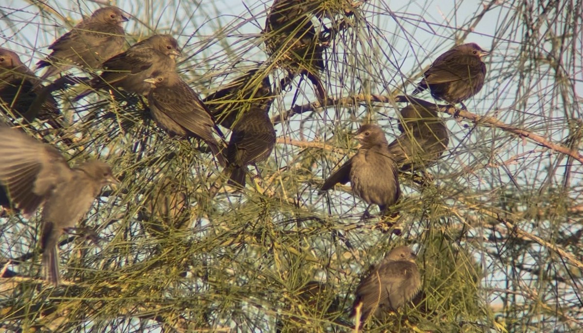 Brown-headed Cowbird - ML647702550