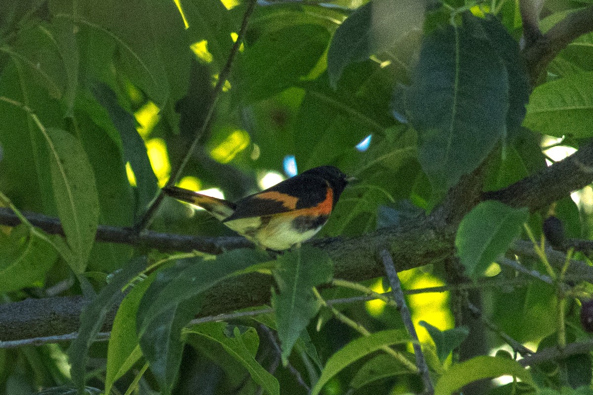 American Redstart - ML647702556