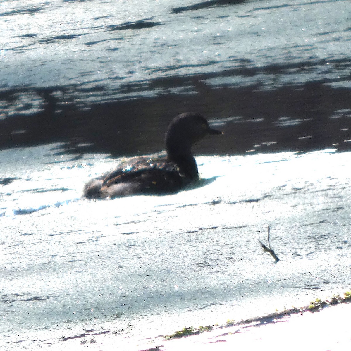 Amerika Küçük Batağanı - ML647702567