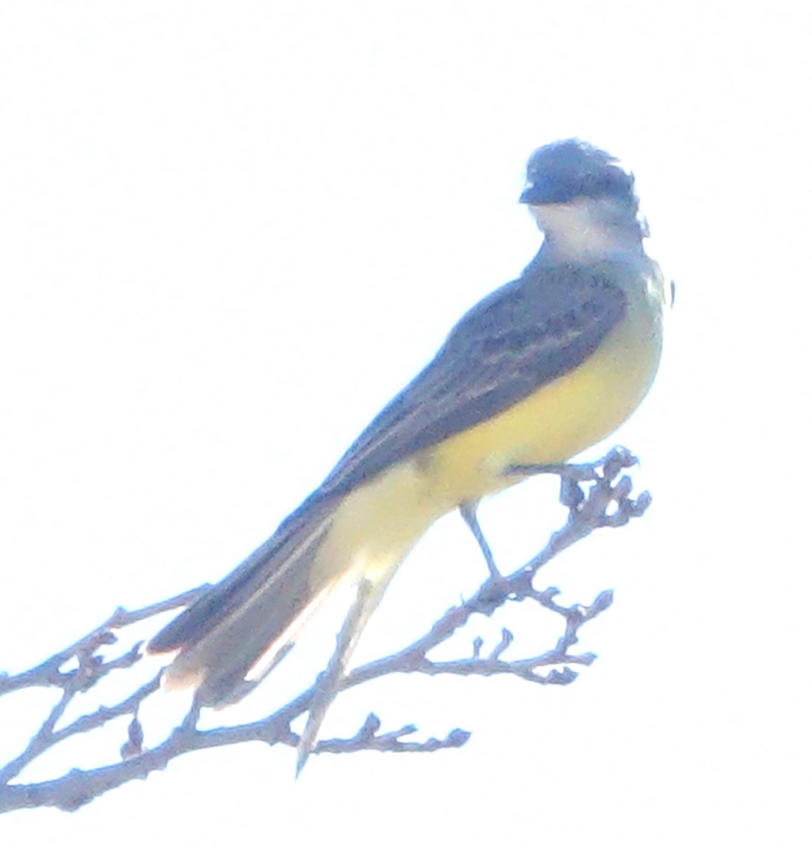 Tirano Silbador - ML647702580