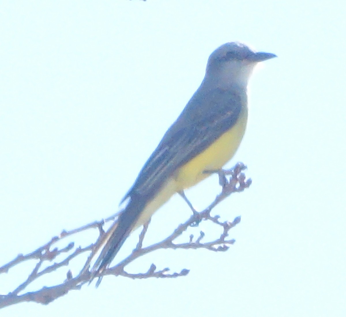 Tirano Silbador - ML647702581