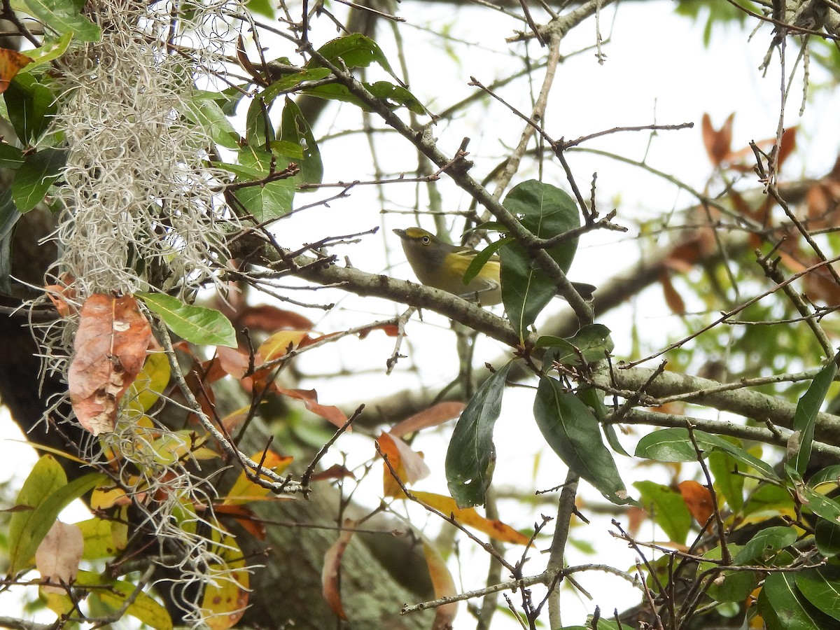 Weißaugenvireo - ML647702628