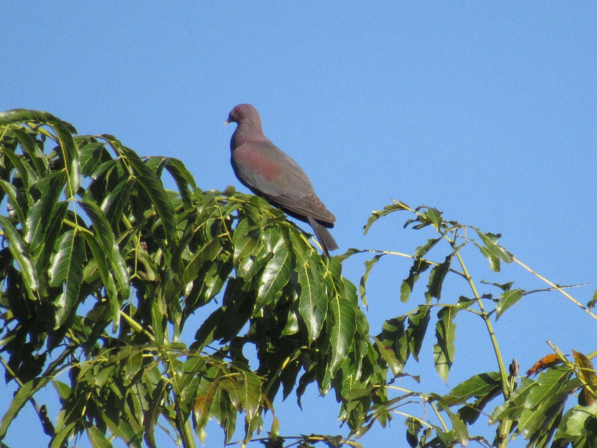 Rotschnabeltaube - ML647702630