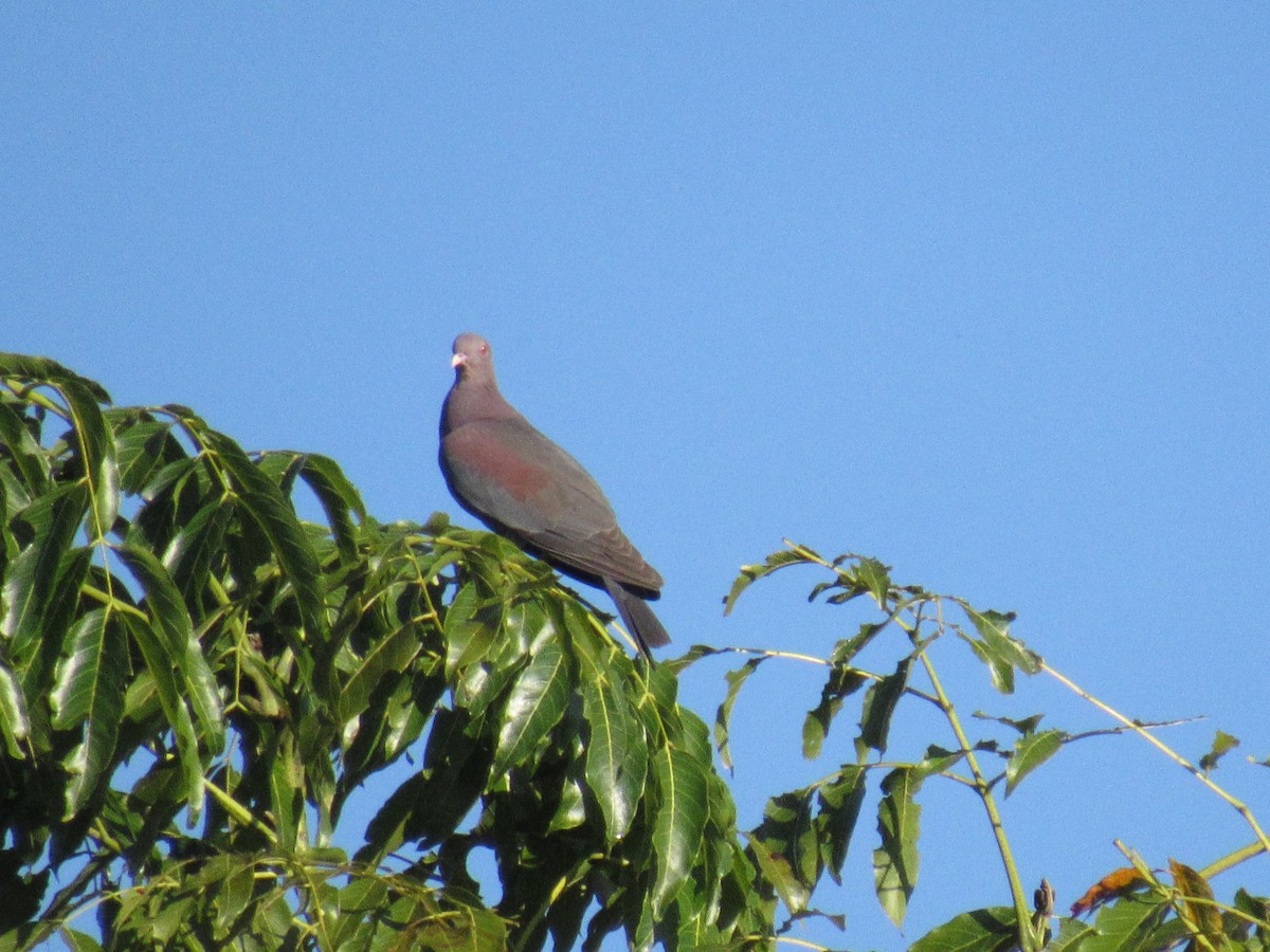 Rotschnabeltaube - ML647702631