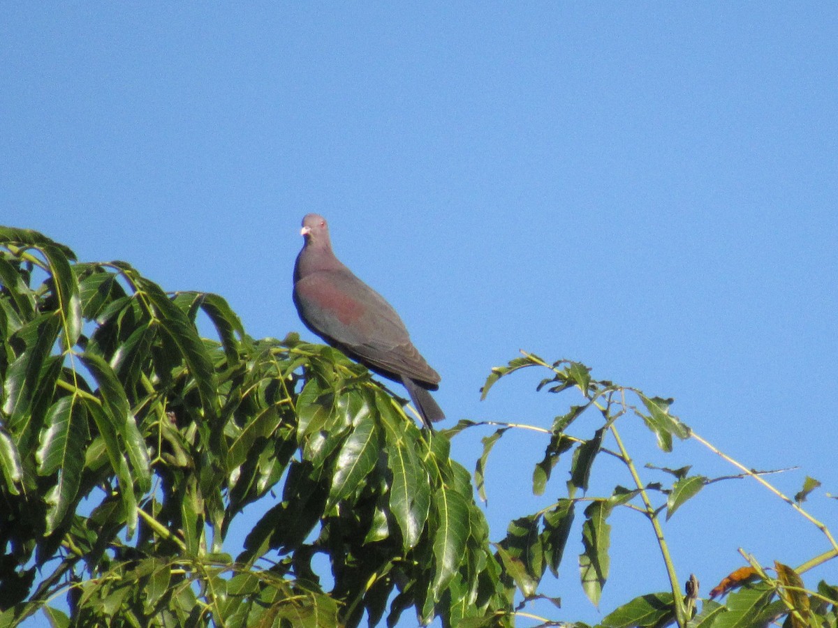 Rotschnabeltaube - ML647702632