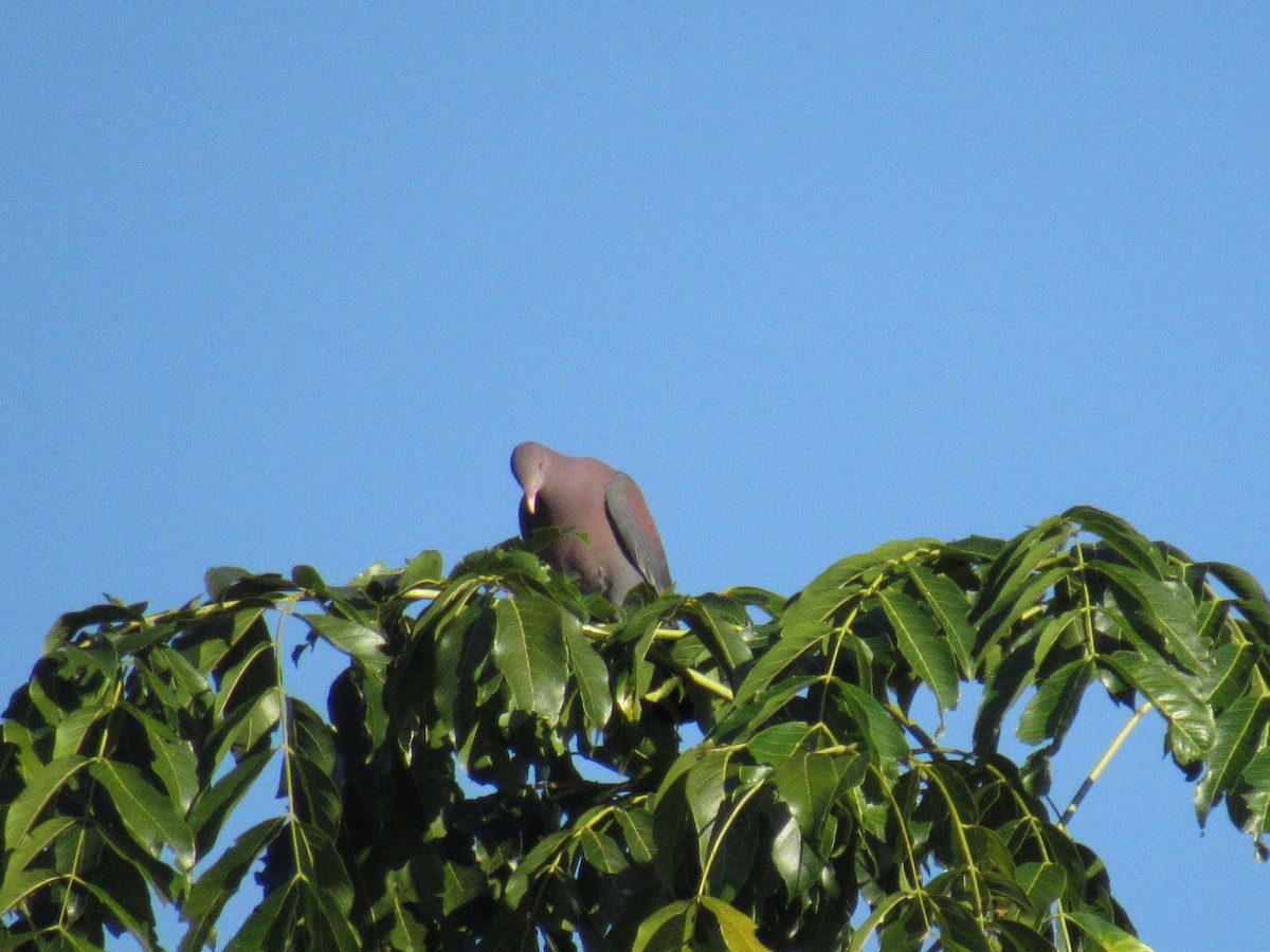 Rotschnabeltaube - ML647702633