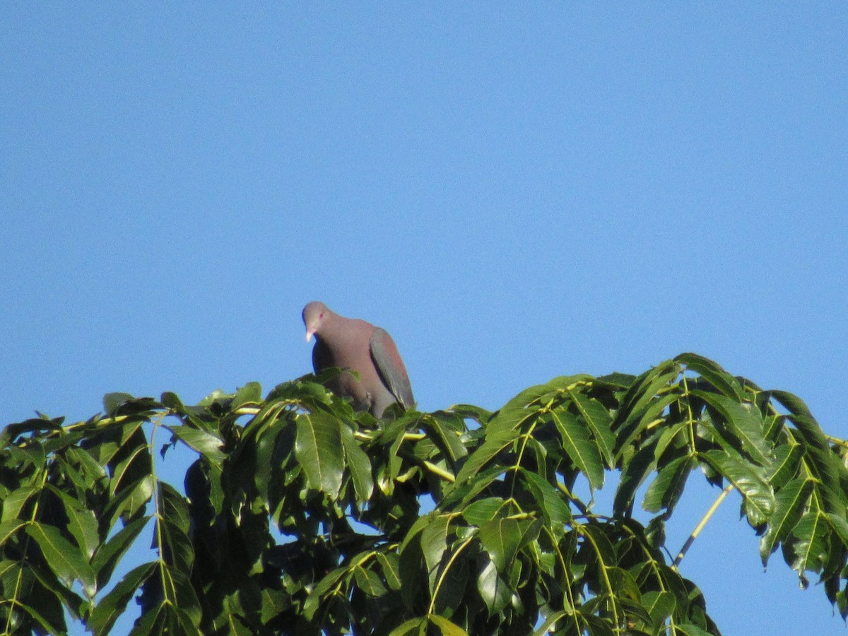 Rotschnabeltaube - ML647702634