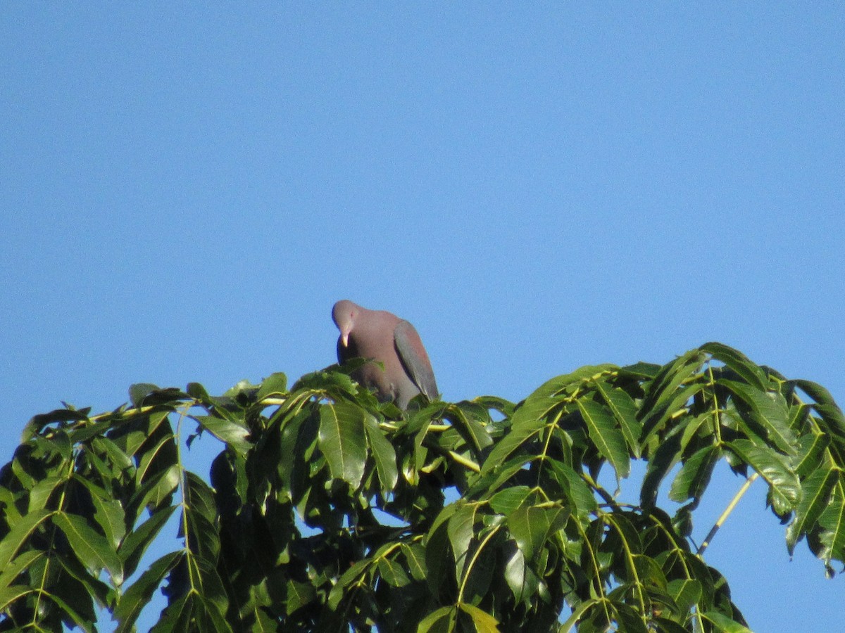 Rotschnabeltaube - ML647702635