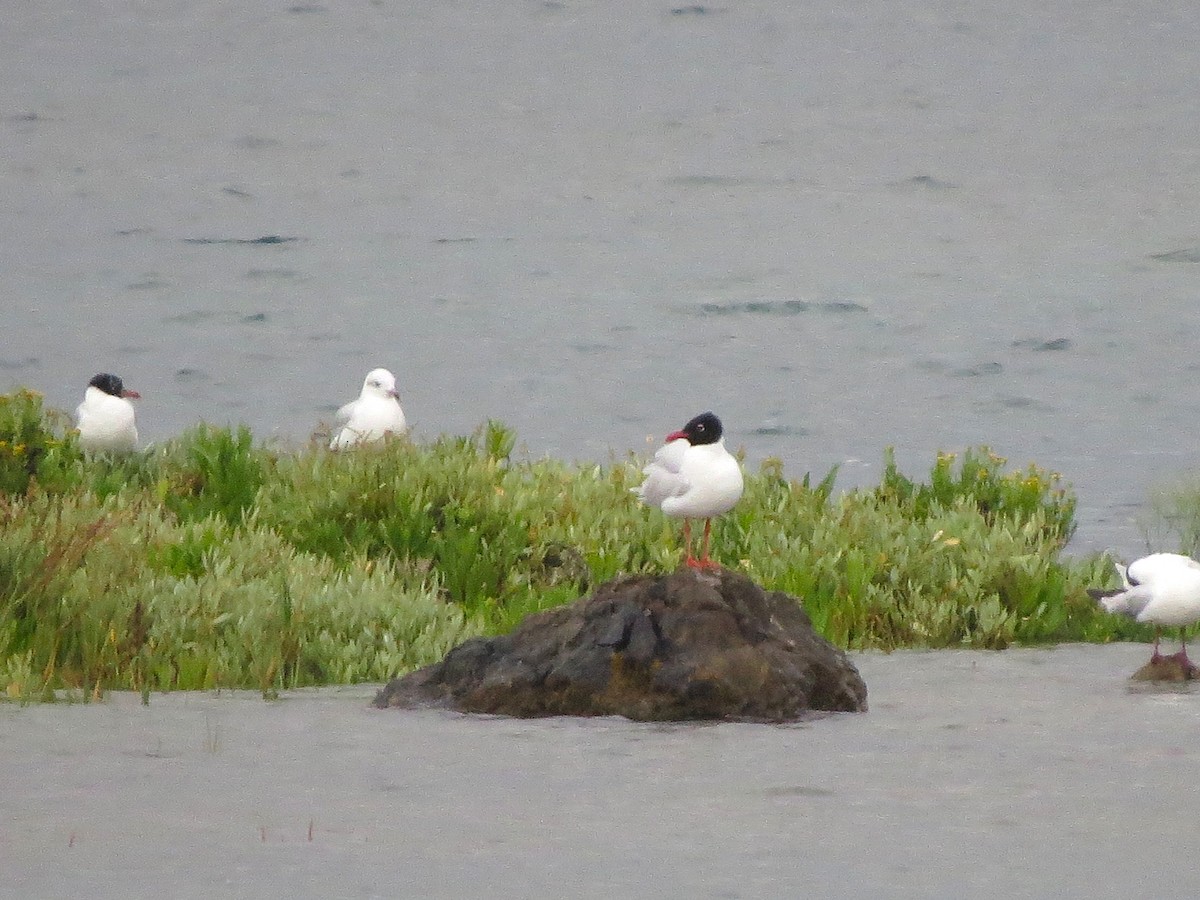Mediterranean Gull - ML647702639