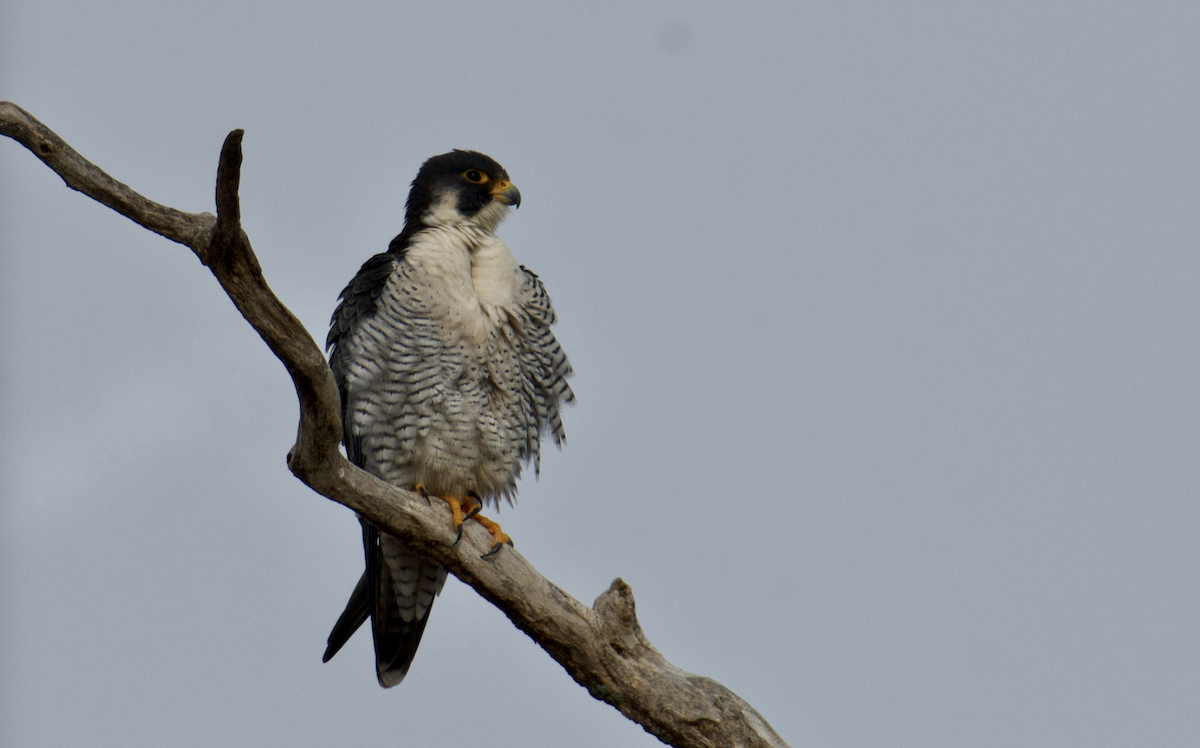 Peregrine Falcon - ML647702683