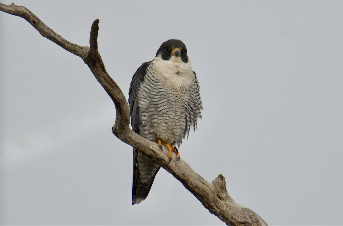 Peregrine Falcon - ML647702684
