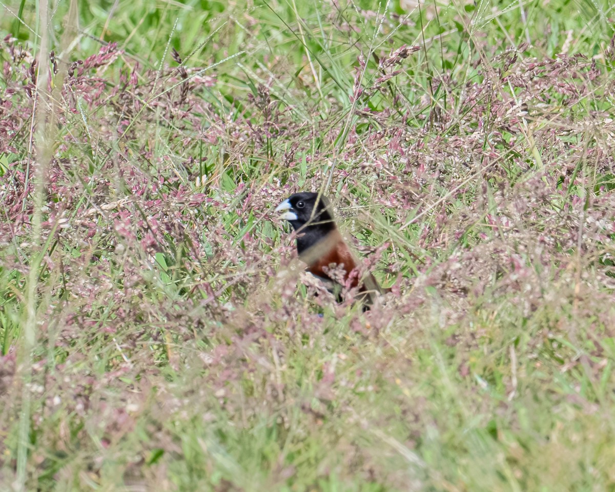 Capucin à tête noire - ML647702685