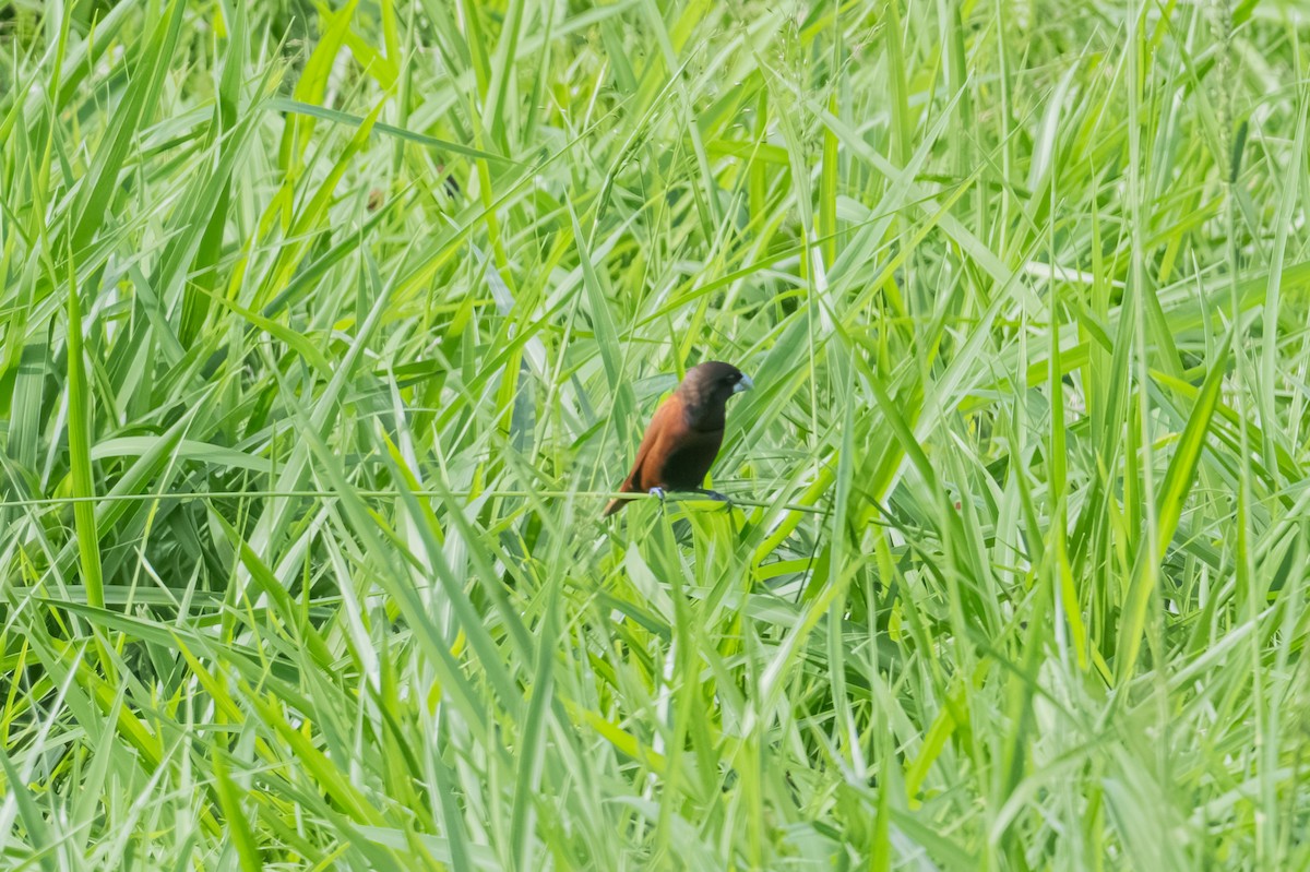 Capucin à tête noire - ML647702686