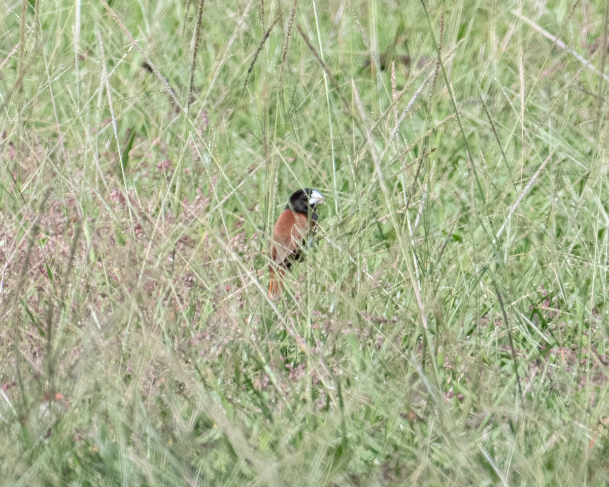 Capucin à tête noire - ML647702687