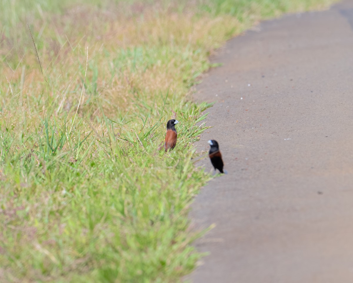 Capucin à tête noire - ML647702688