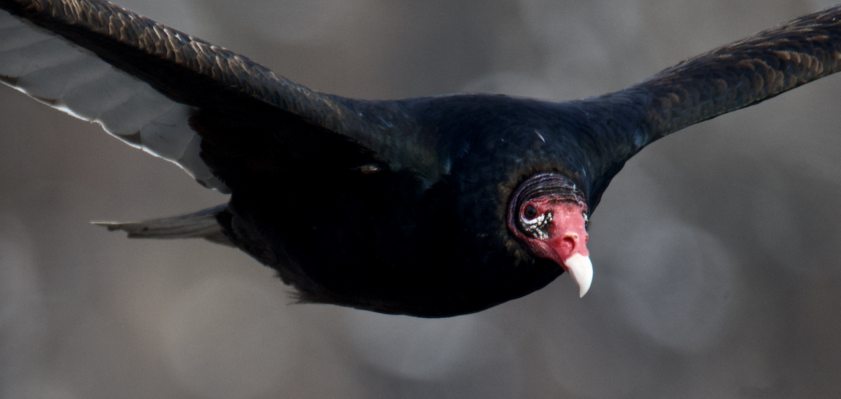 Turkey Vulture - ML647702689