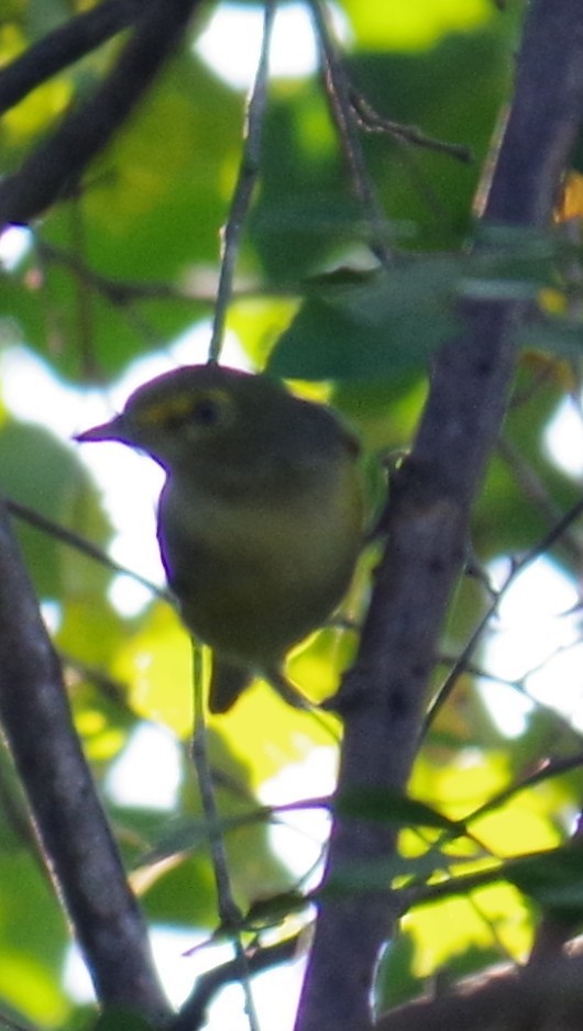 Weißaugenvireo - ML647702690