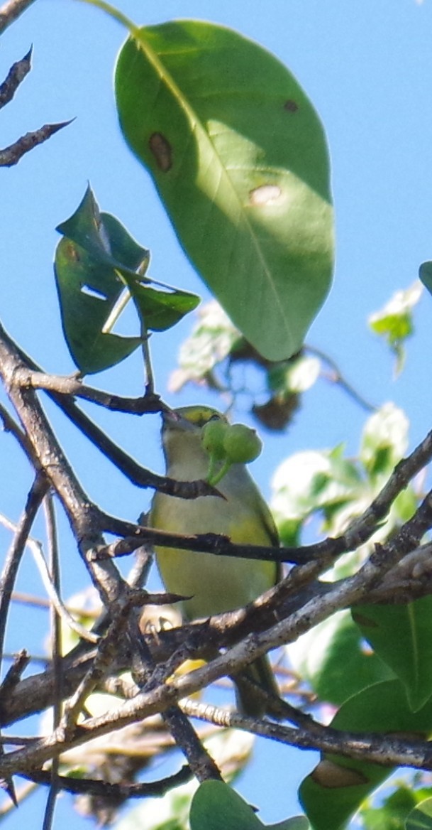 Weißaugenvireo - ML647702691