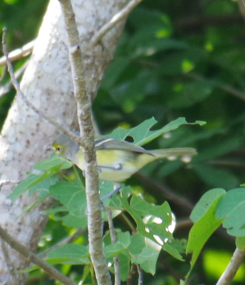 Weißaugenvireo - ML647702692