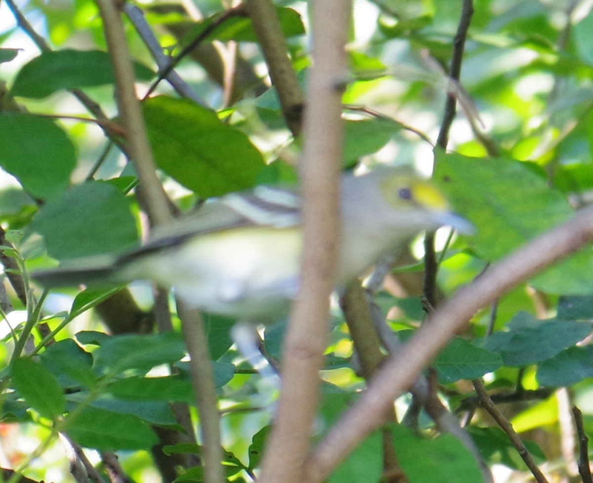 Weißaugenvireo - ML647702693