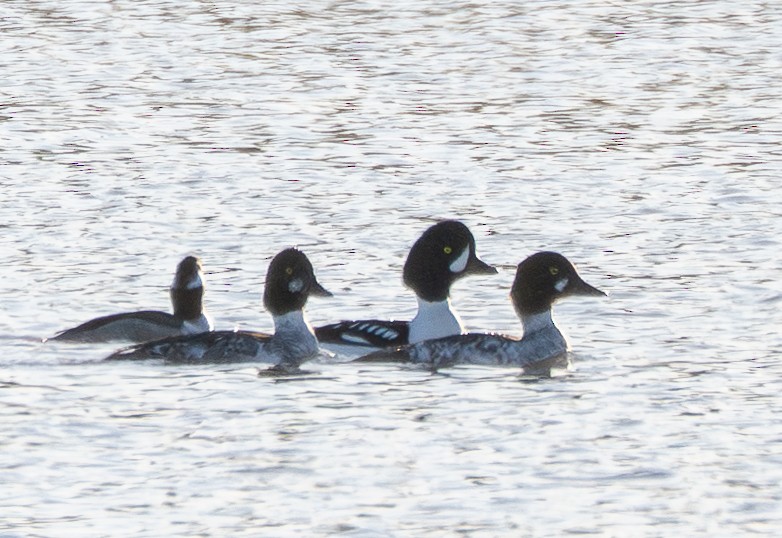 Исландский гоголь - ML647702708