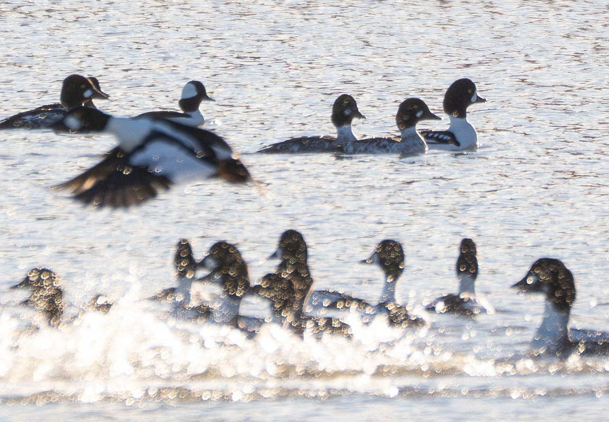 Исландский гоголь - ML647702721