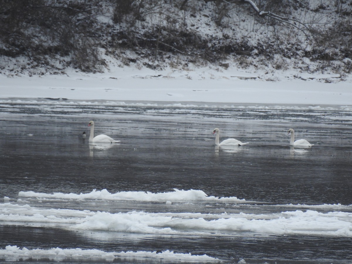 Cisne Vulgar - ML647702722