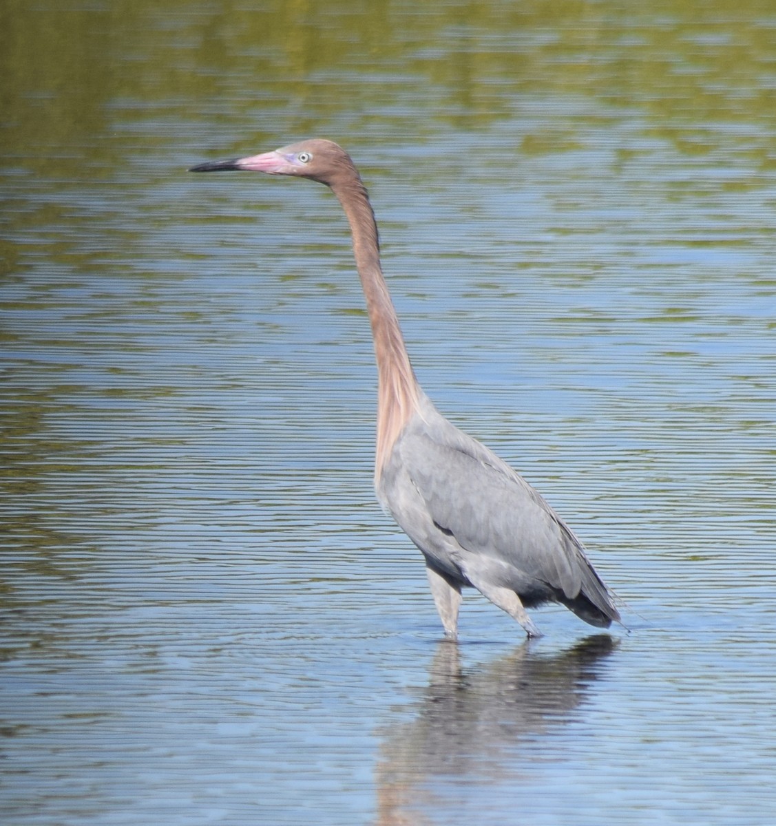 Garceta Rojiza - ML647702727