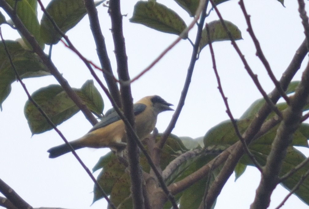 Tangara Isabel - ML647702728