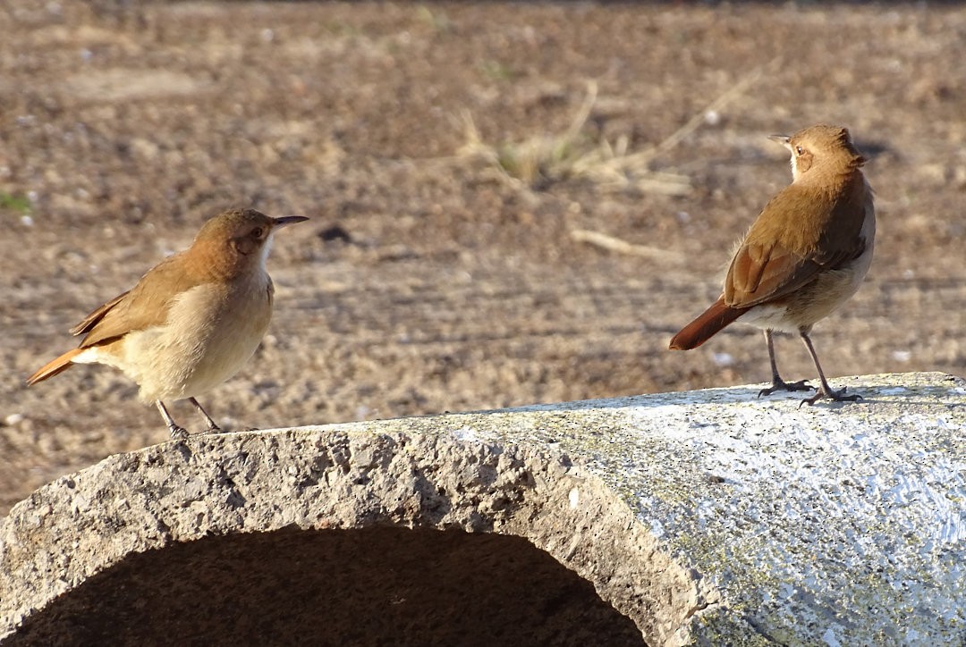 Hornero Común - ML647702729