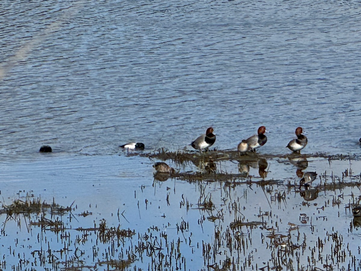 Porrón Americano - ML647702730