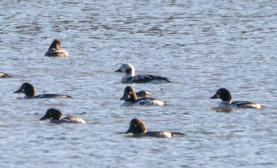 Pato Havelda - ML647702731