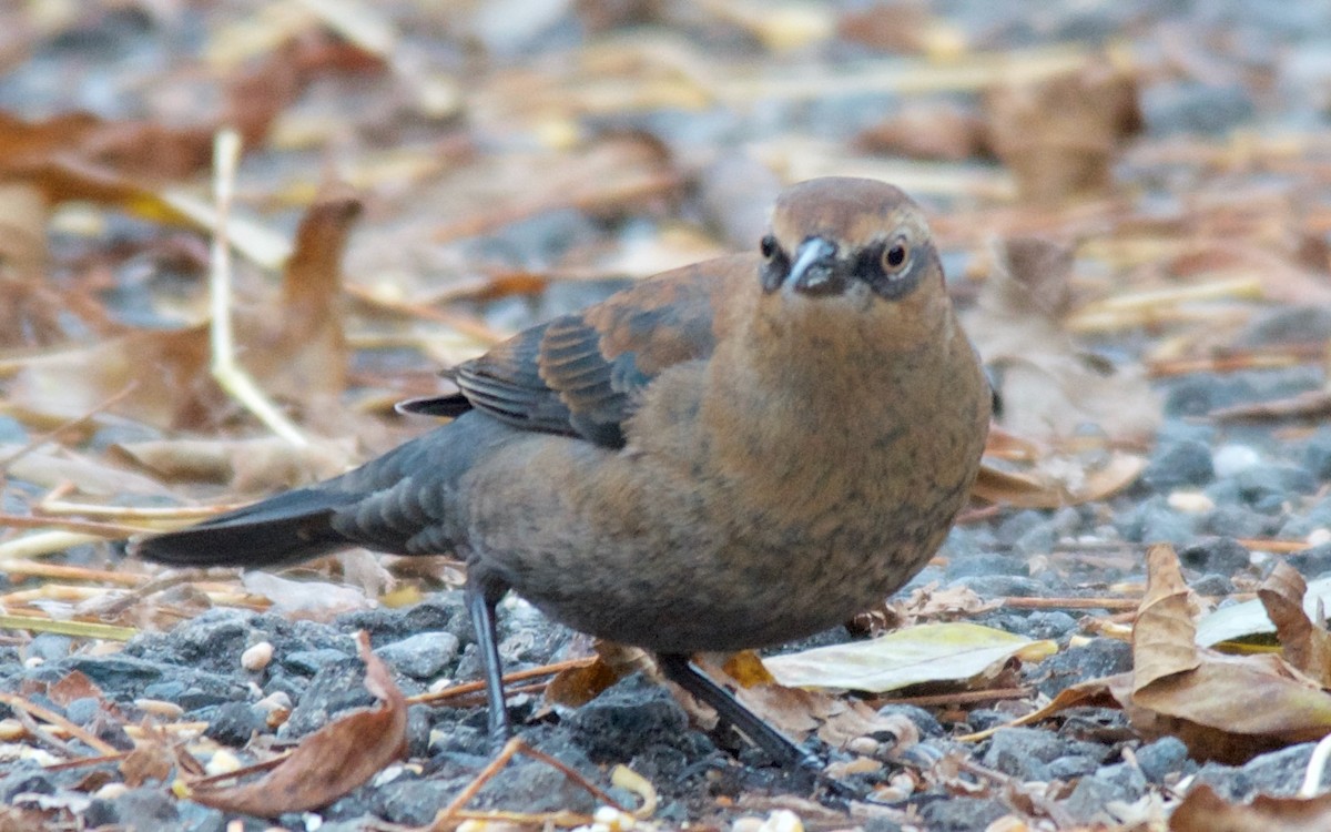 Zanate Canadiense - ML647702732